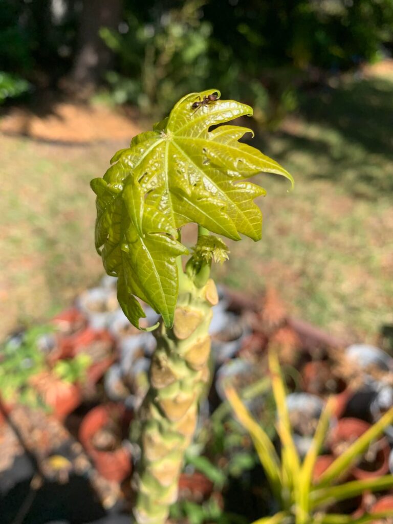 Tampa Florida