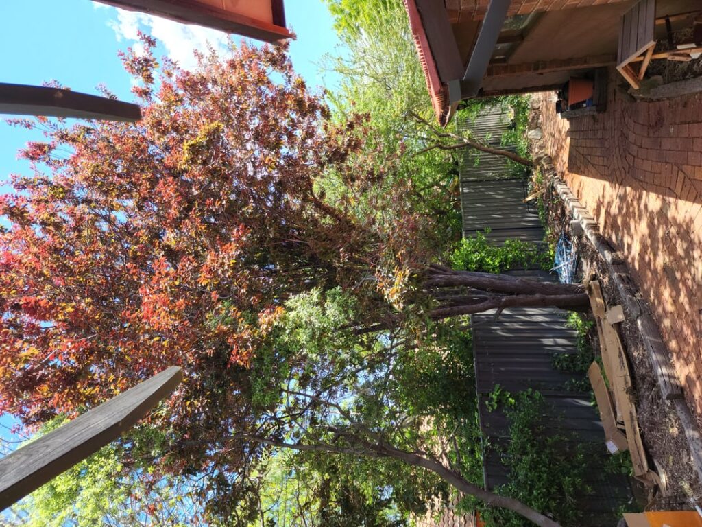 Does this cherry plum tree present a risk to house foundations Does this cherry plum tree present a risk to house foundations