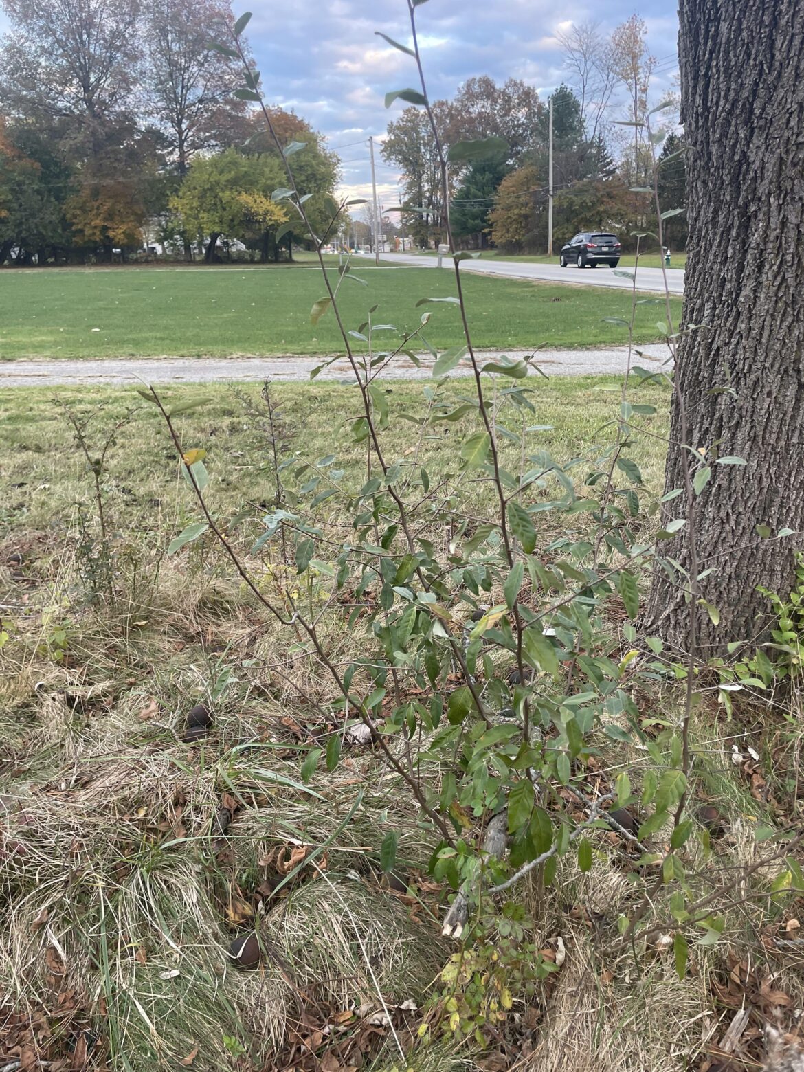 Best way to get rid of Autumn Olive?