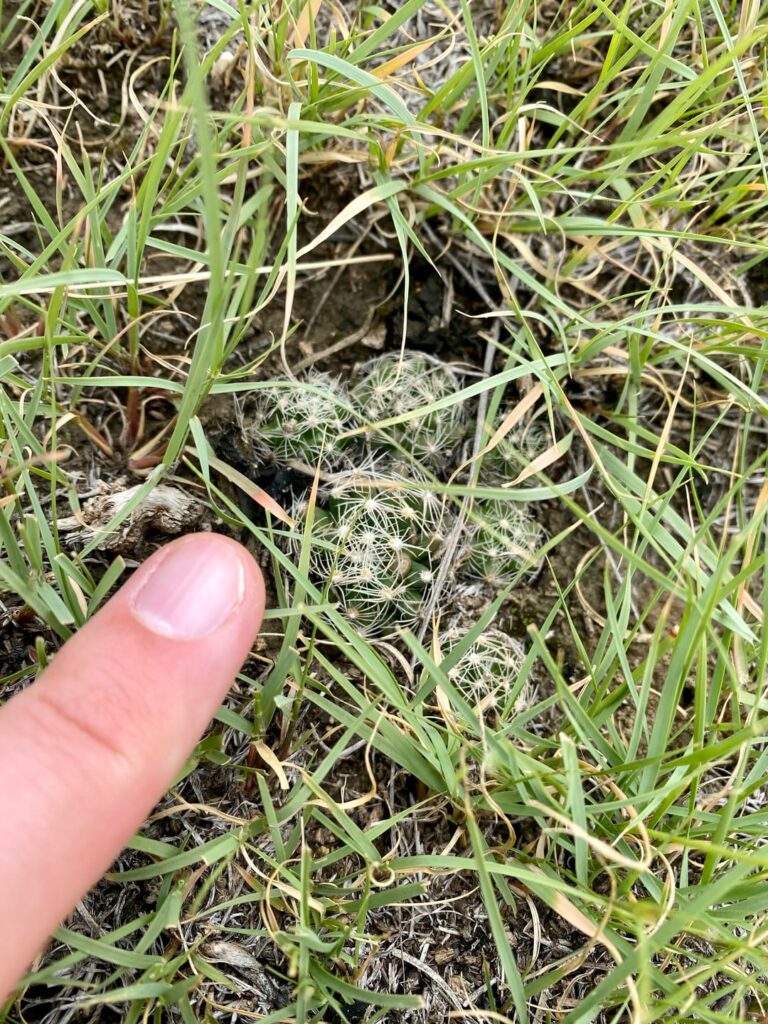 Cacti found in North Dakota