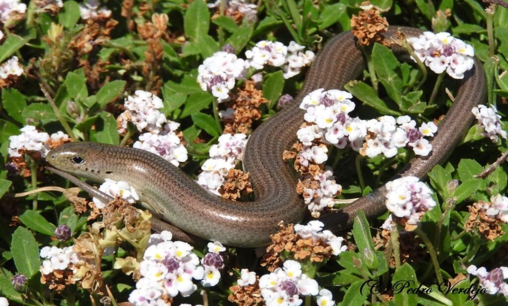 What plants are these?