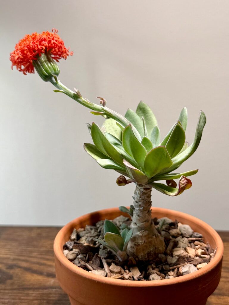 My little coconut tree is blooming!