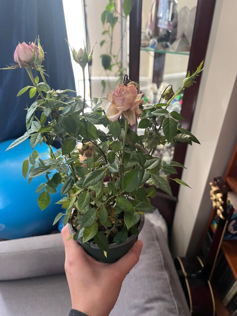 Did I kill the roses? Did I kill the roses?