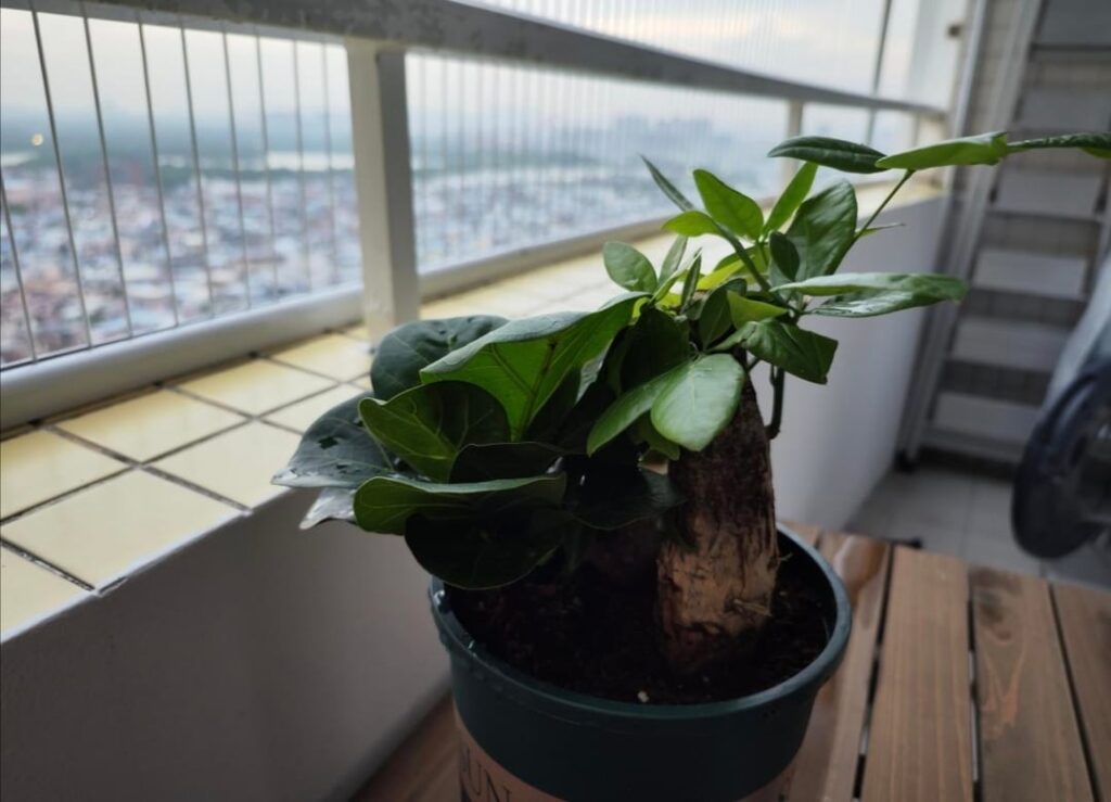My FLF's first photos and now