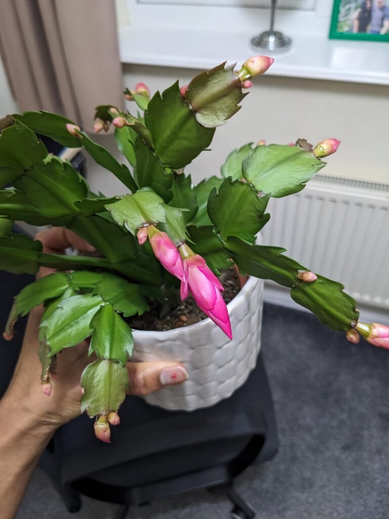Thanksgiving cactus bloomed but slowly dropping? Thanksgiving cactus bloomed but slowly dropping?