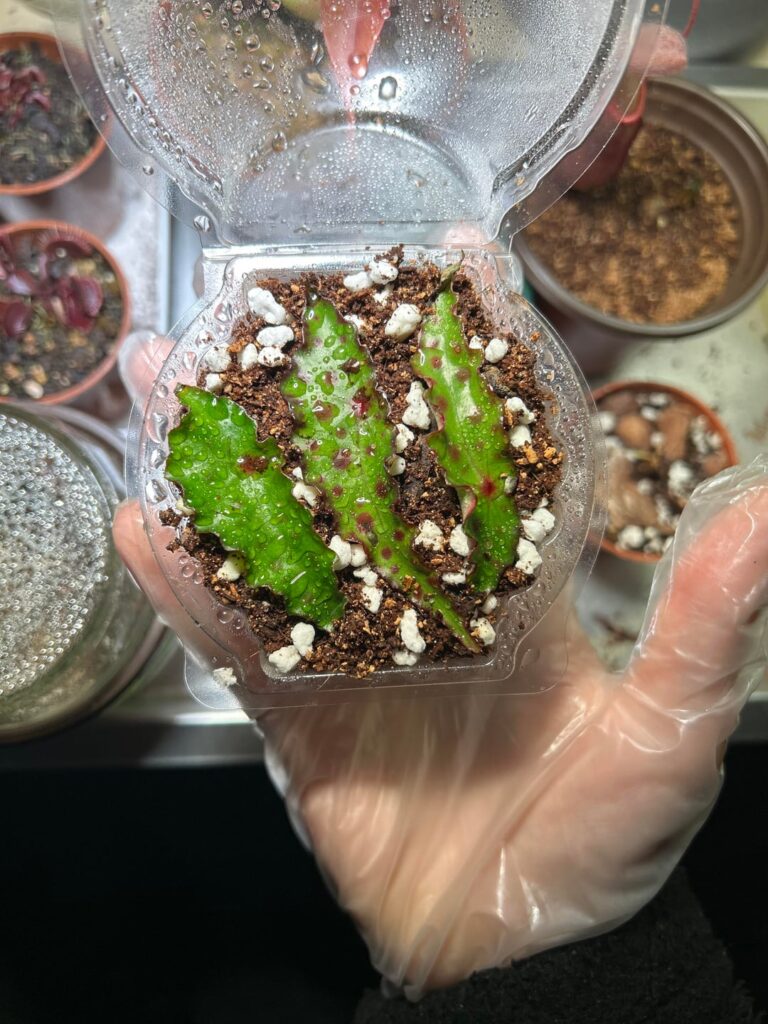 Propagating Begonia Amphioxus for the first time.