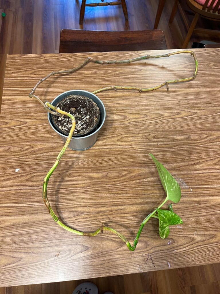 Pothos propagation help <3