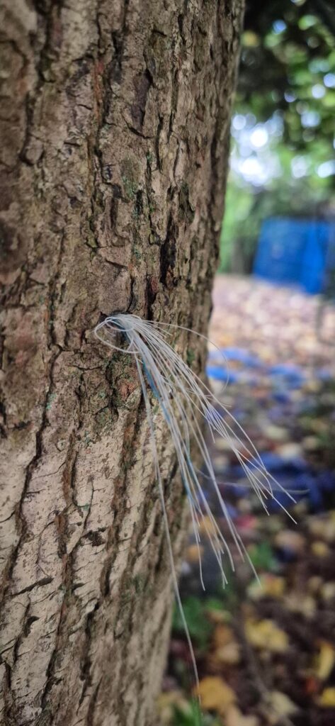 What's this thing seemingly "growing" out of a tree