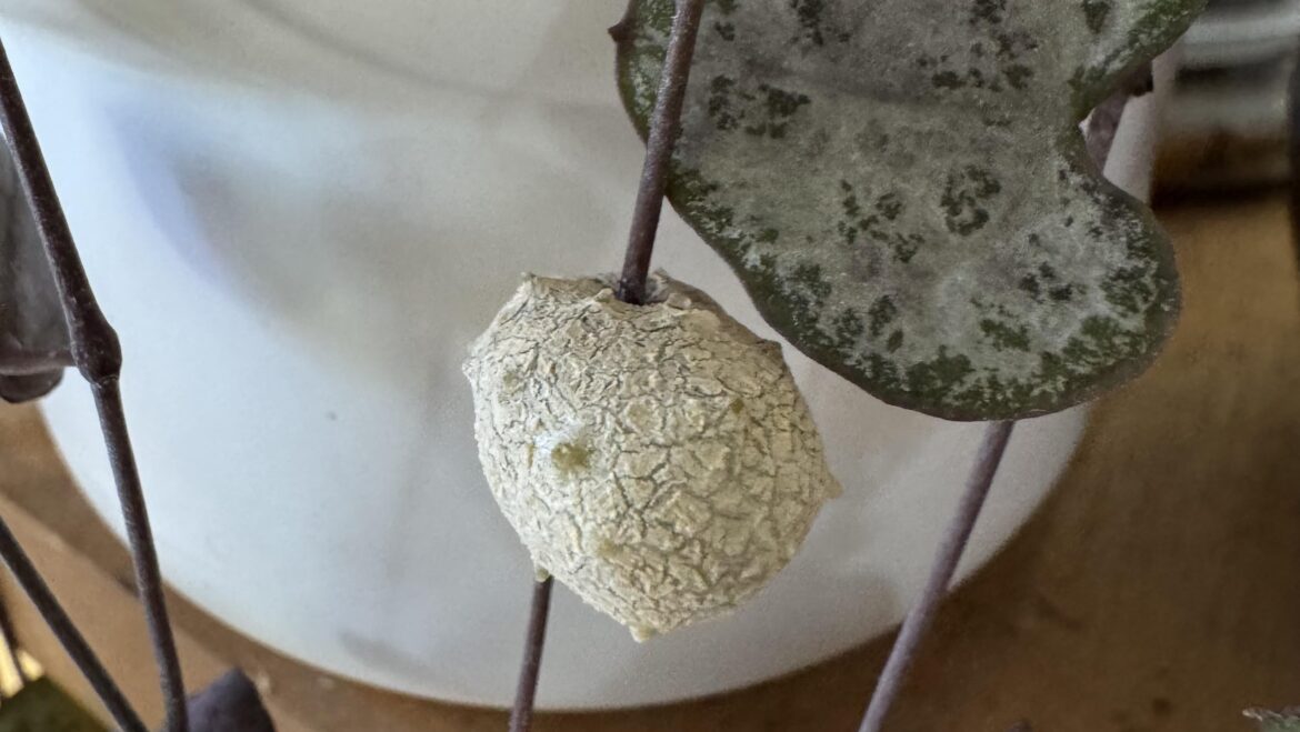 I thought they were alien eggs at first!  Turns out it’s a happy plant!