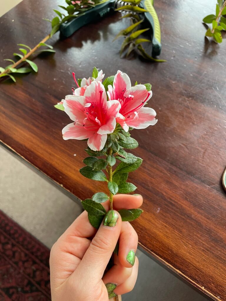 This lily looking plant grows in my backyard in Dunedin, NZ
