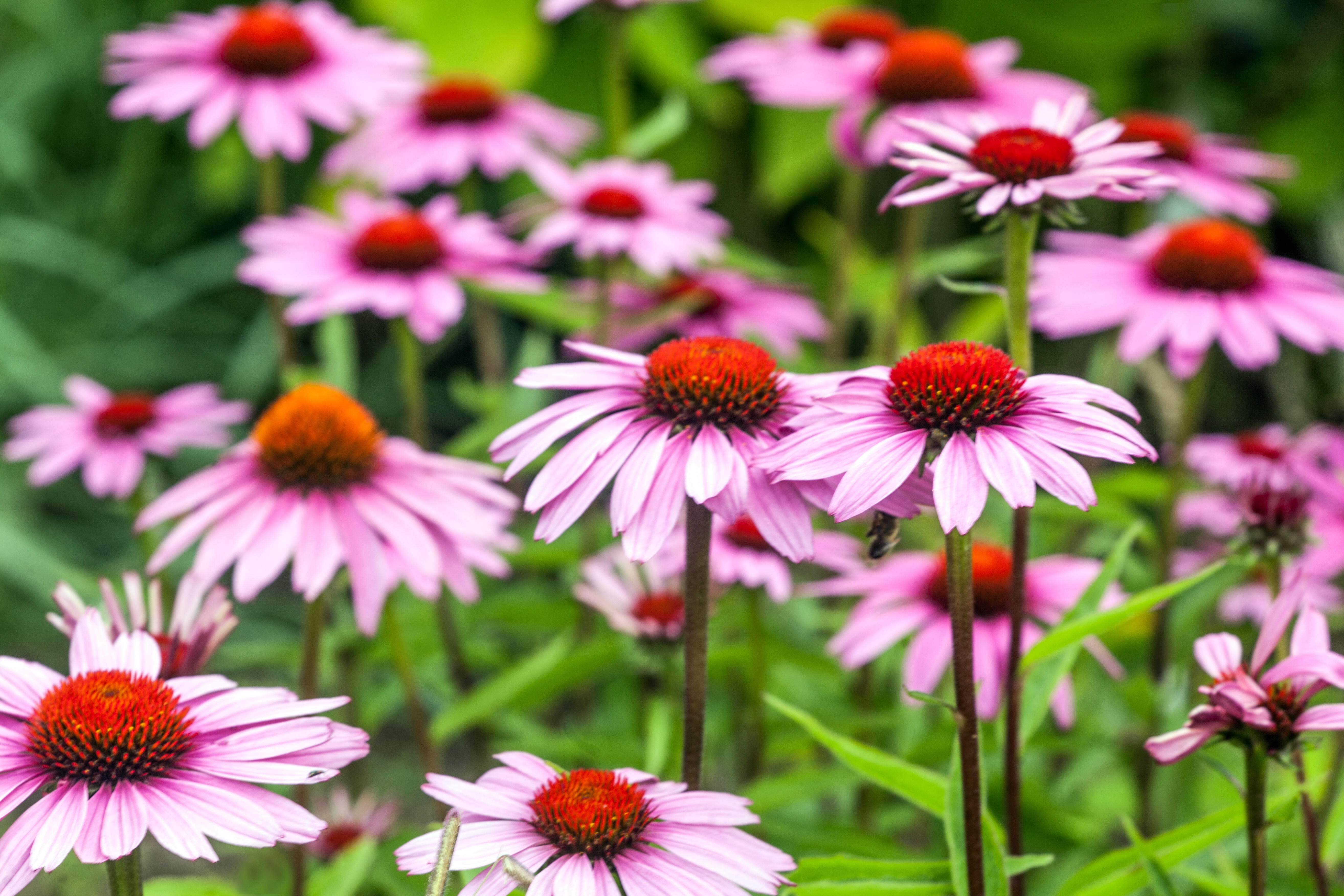 Perennial garden flower border plant, Echinacea.