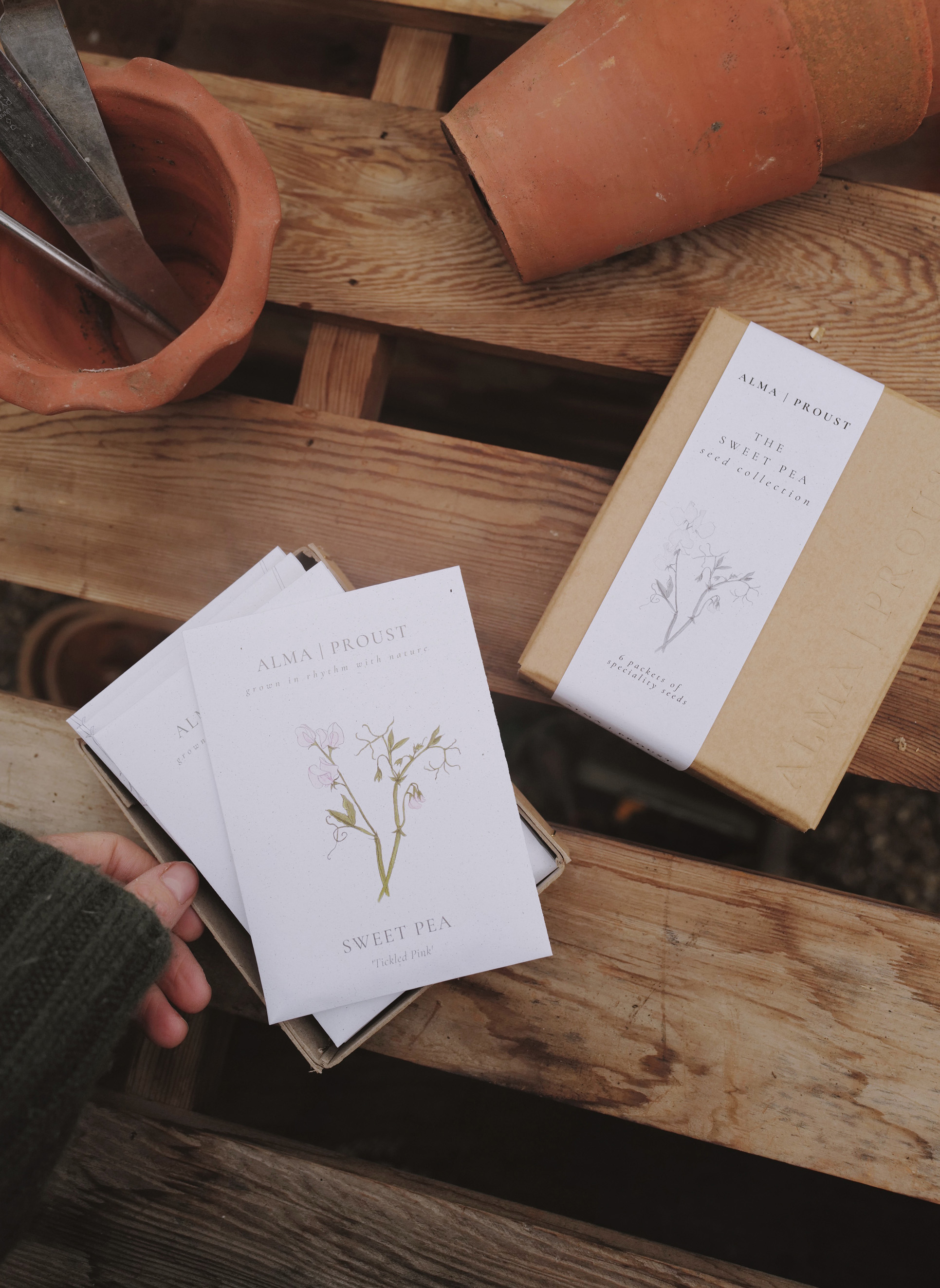 Alma Proust Sweet Pea seed packets and box on a wooden surface with terracotta pots.