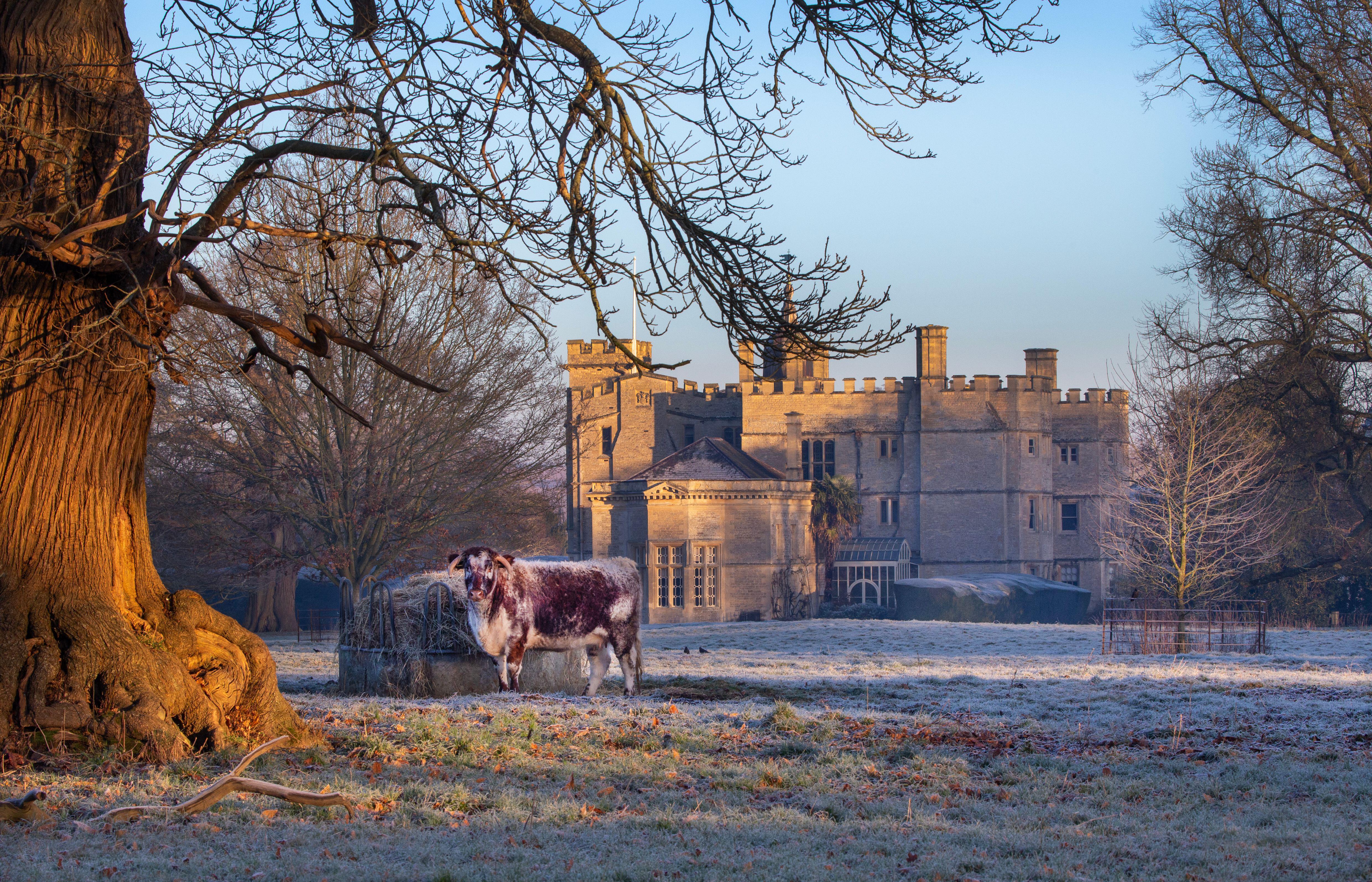 Rousham House with a bovine in a frosty meadow.