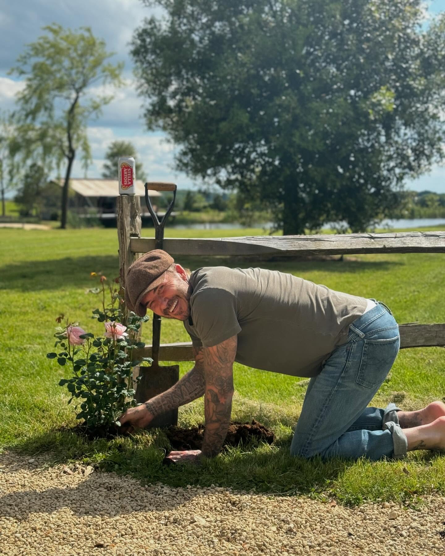 David Beckham planting a rose bush, kneeling on grass next to a wooden fence with a can of Stella Artois on top.
