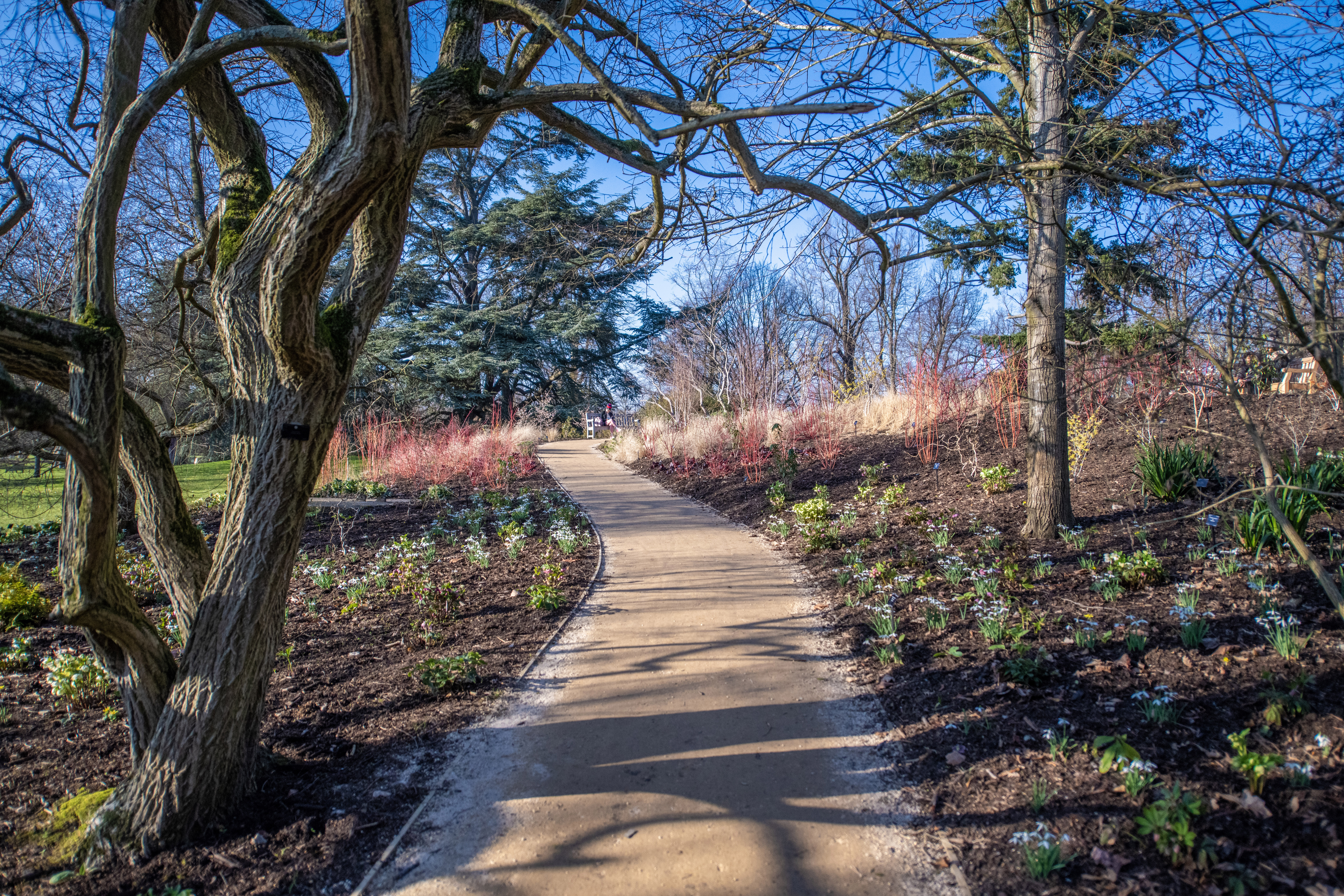 Winter Garden at Kew with a winding path, trees, red dogwood, and snowdrops.