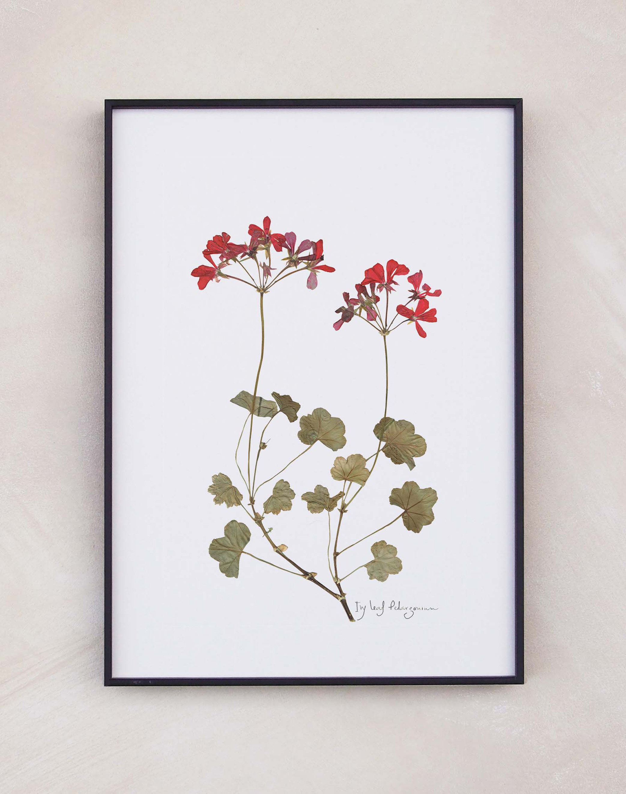 Framed pressed Ivy Leaf Pelargonium plant with red flowers and green leaves.