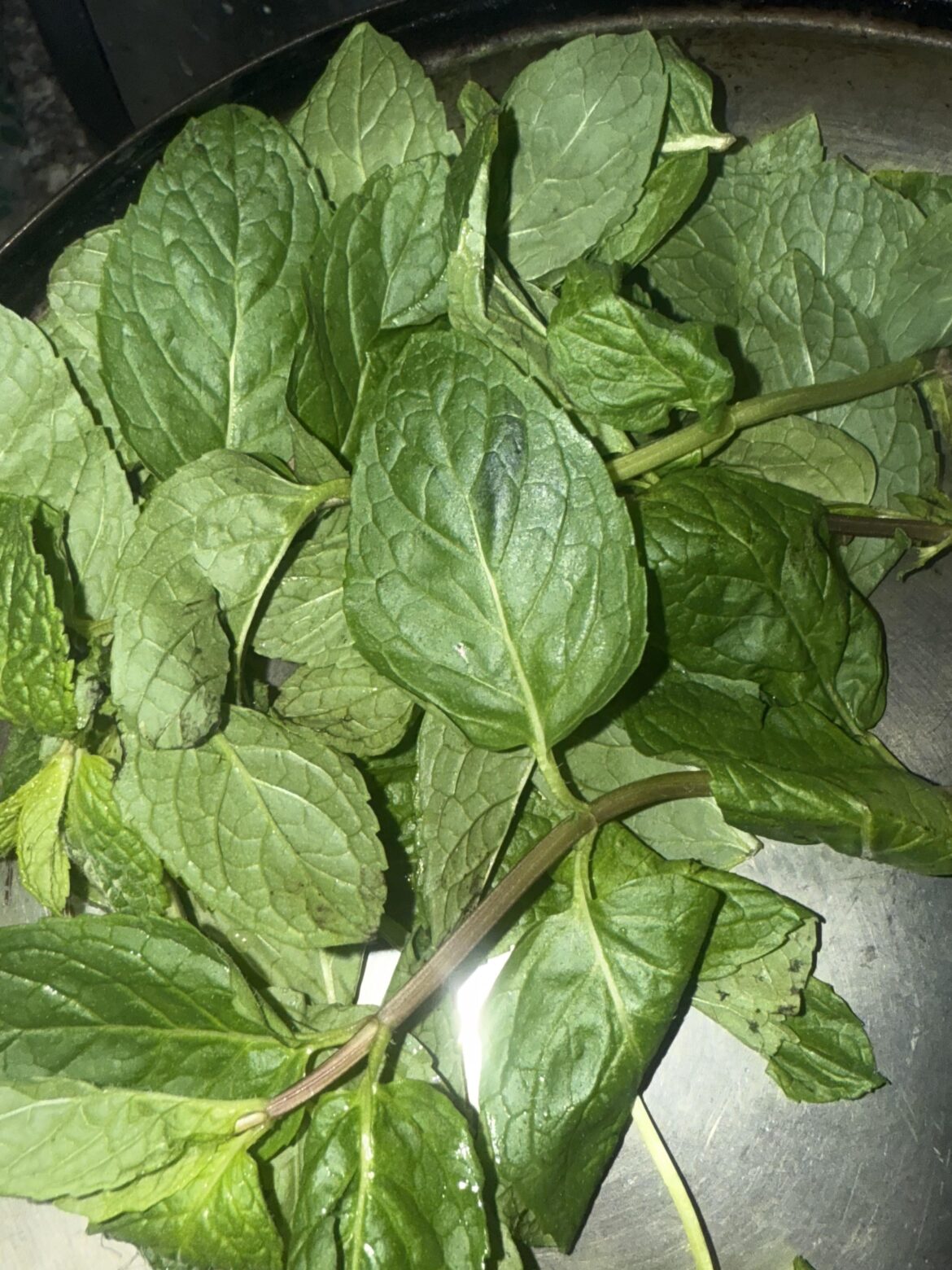 Thought I bought mint but I have no idea what this is.