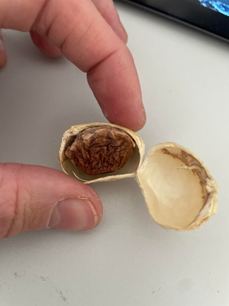Help identify this seed please. It was brought from Málaga, Spain. It came from a green fruit that tasted like a mix of avocado and mango.