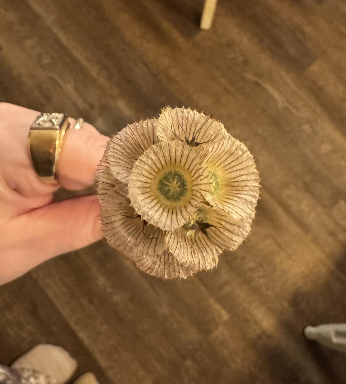 found this in my bouquet, assume it’s a dead something but i have never seen anything like it before