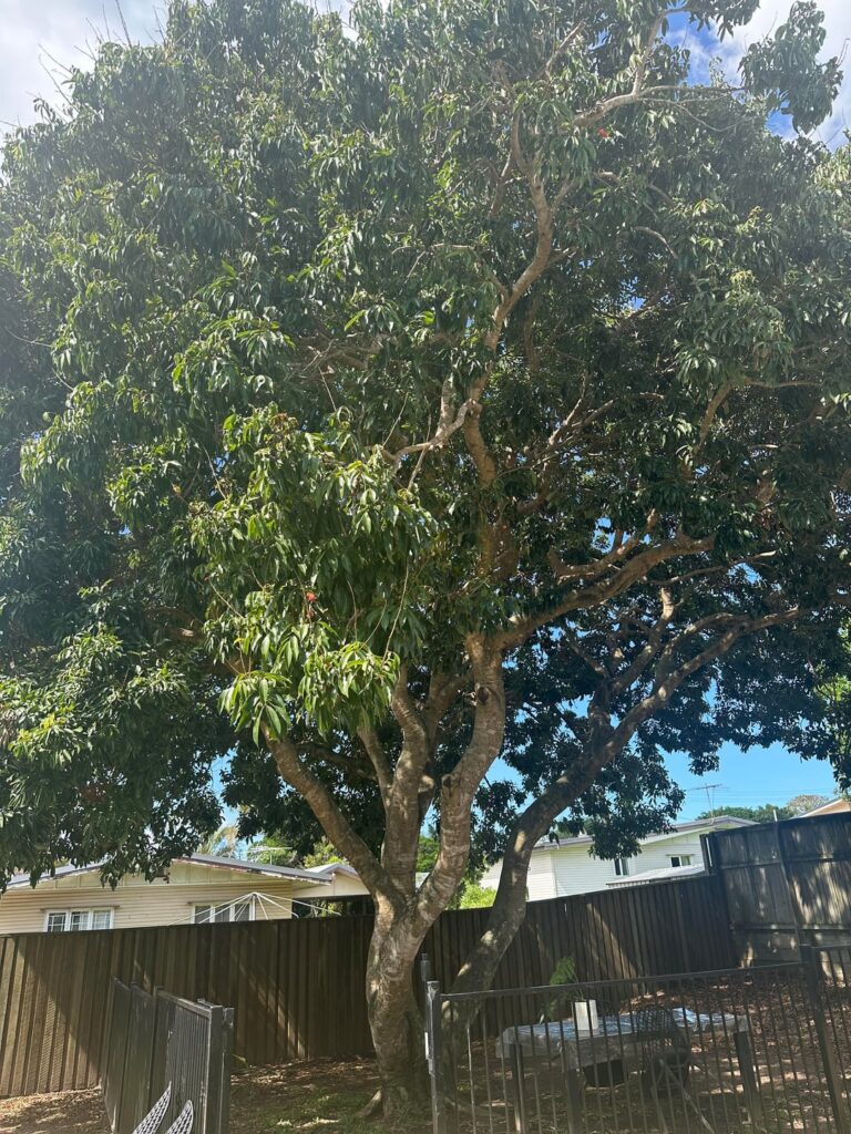Lychee tree with chained branch