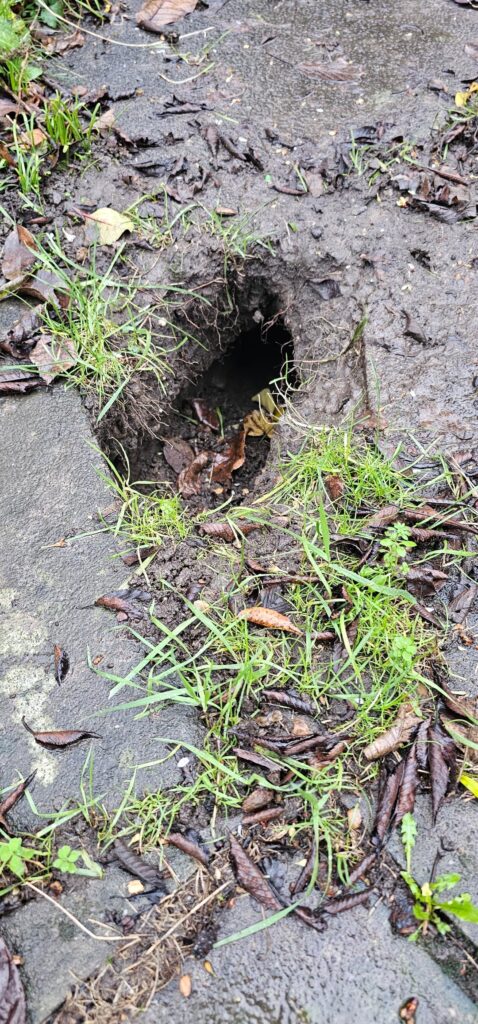 What caused this hole? What caused this hole?