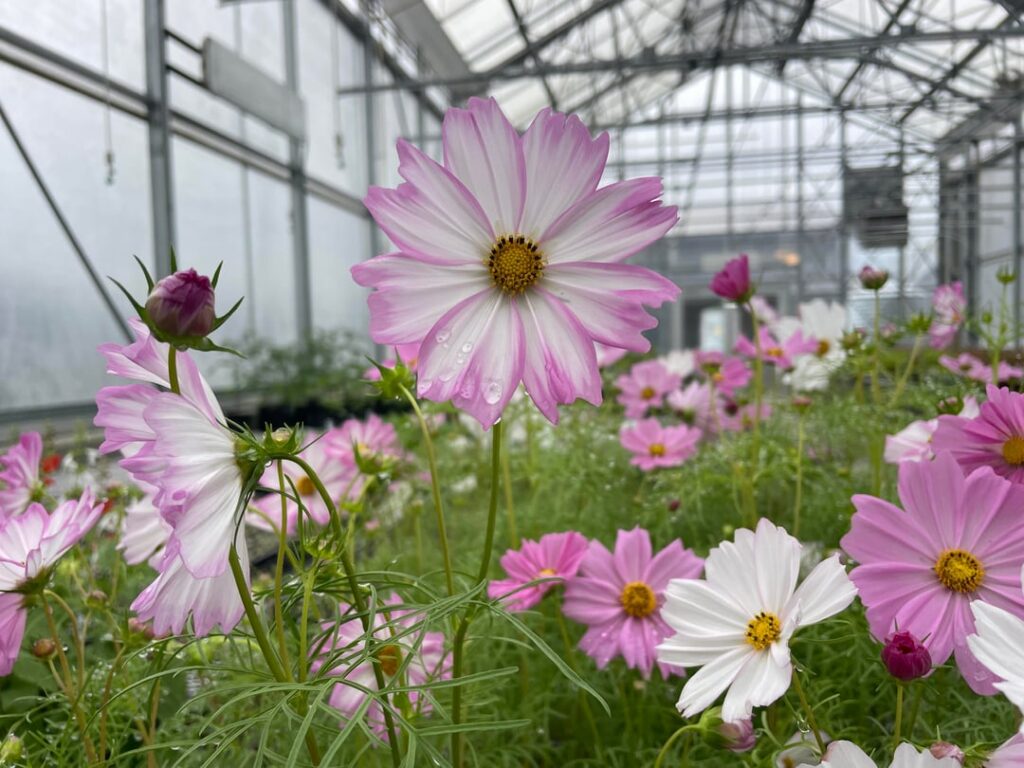 absolutely obsessed with these cosmos ‘apollo lovesong’ they all bloom a unique range of pinks and white i want to plant a whole field of them!!