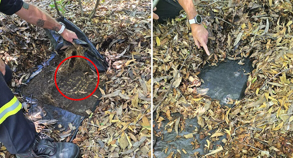 Aussies warned against making dangerous front yard mistake this summer Aussies warned against making dangerous front yard mistake this summer