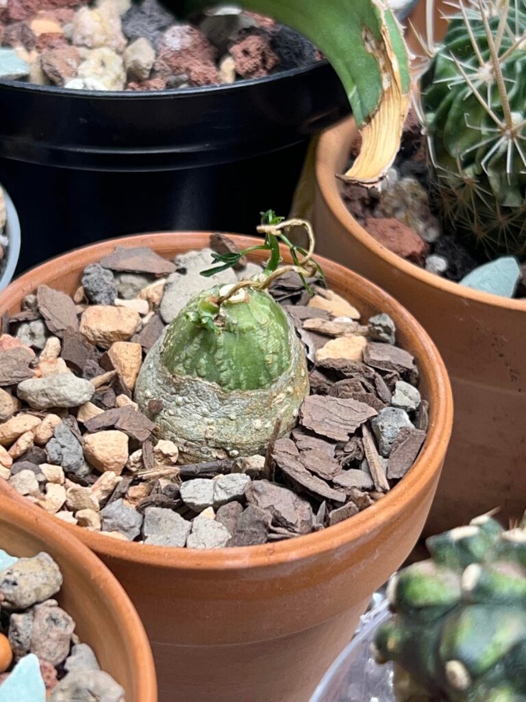 Adenia Kirkii finally waking up!