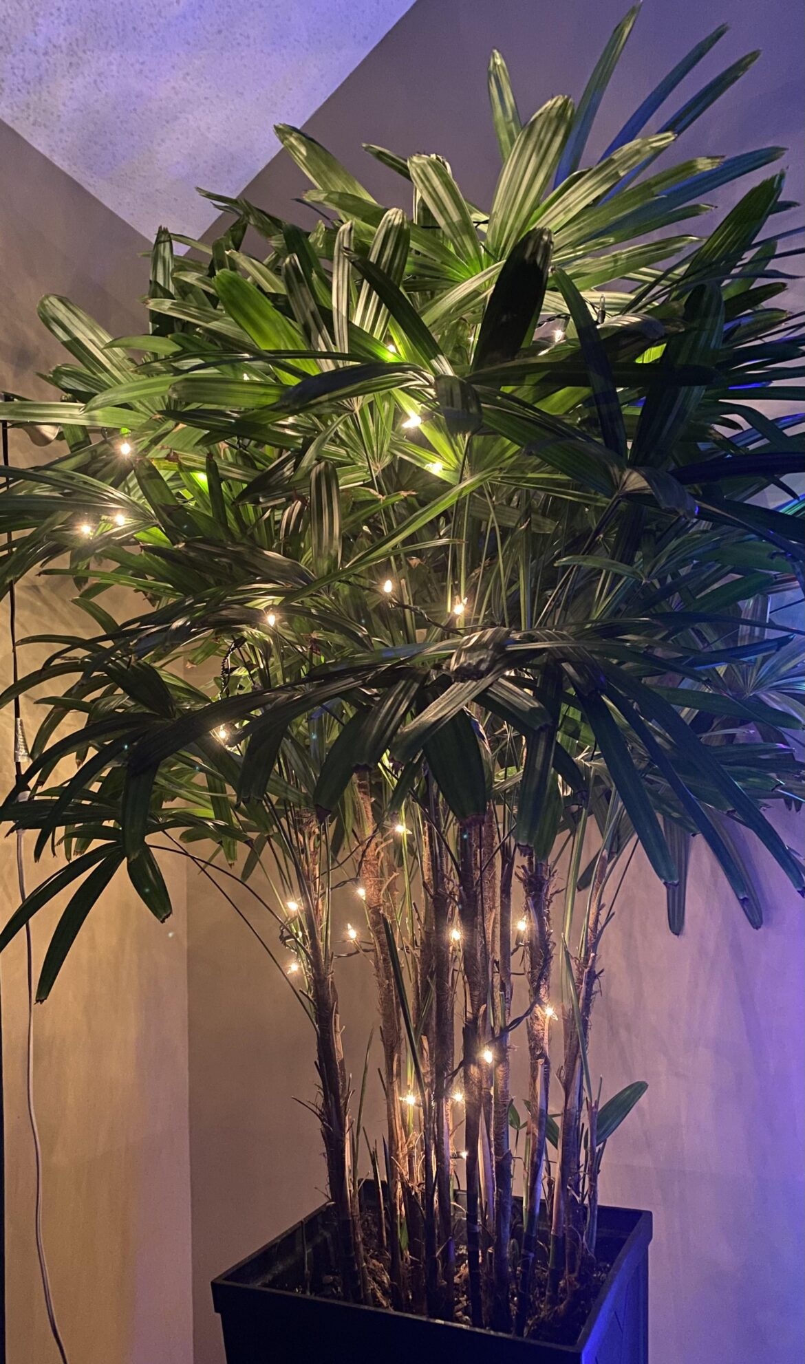 Merry Christmas from your indoor palm expert ❤️