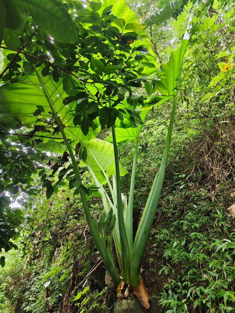 Found a massive Alocasia macrorrhizos while trekking!