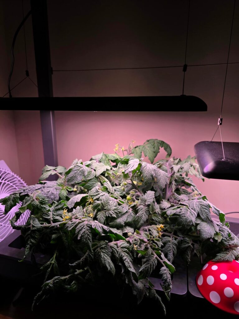 What do you do with small orange tomatoes?