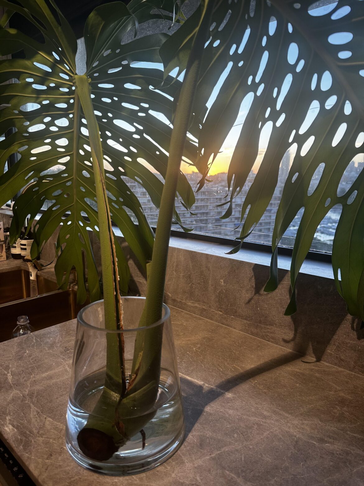 Is this propagation growing ok?