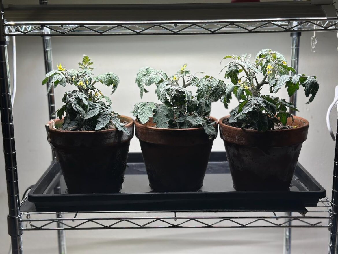 Microdwarfs flowering but not setting fruit