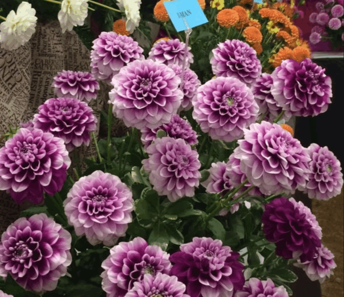 Anyone recognize this variety? It's from a broken link on Pinterest, I really love it.