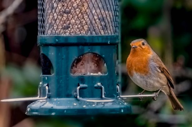 A robin at the birdfeeder in an English garden.