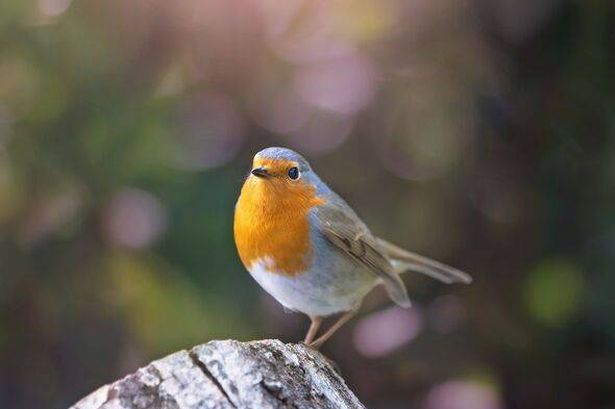 A robin on a tree trunk