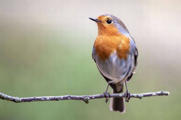 A robin on the perch
