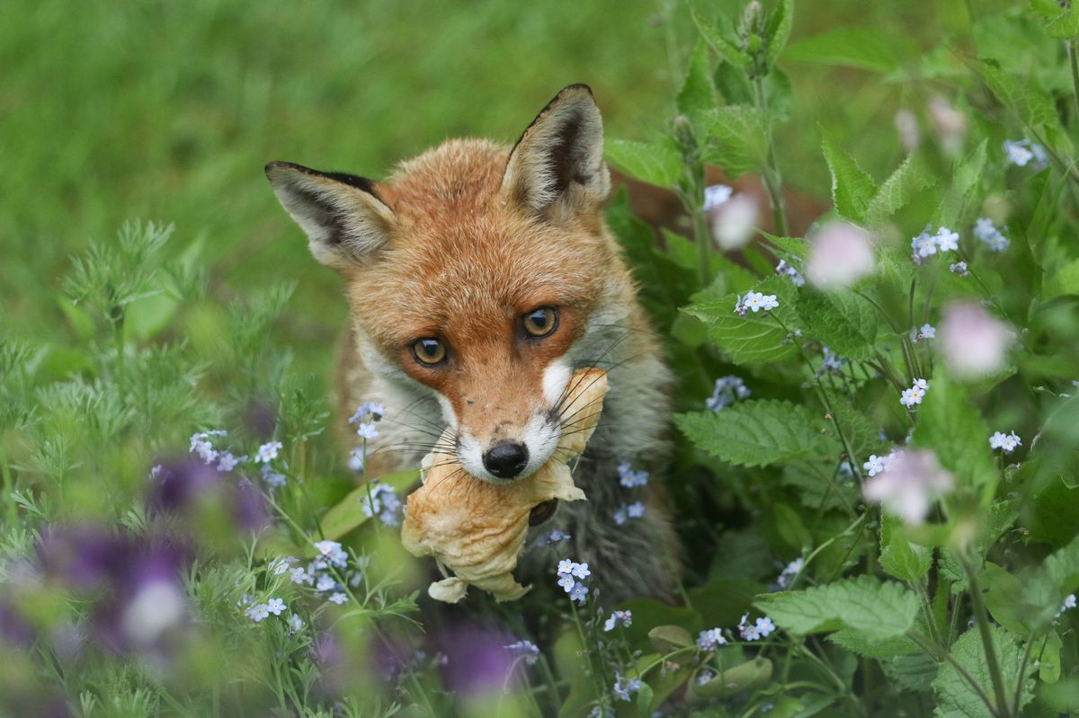 A wild vixen Red Fox, Vulpes vulpes, is hunting around in a garden for food for her cubs.