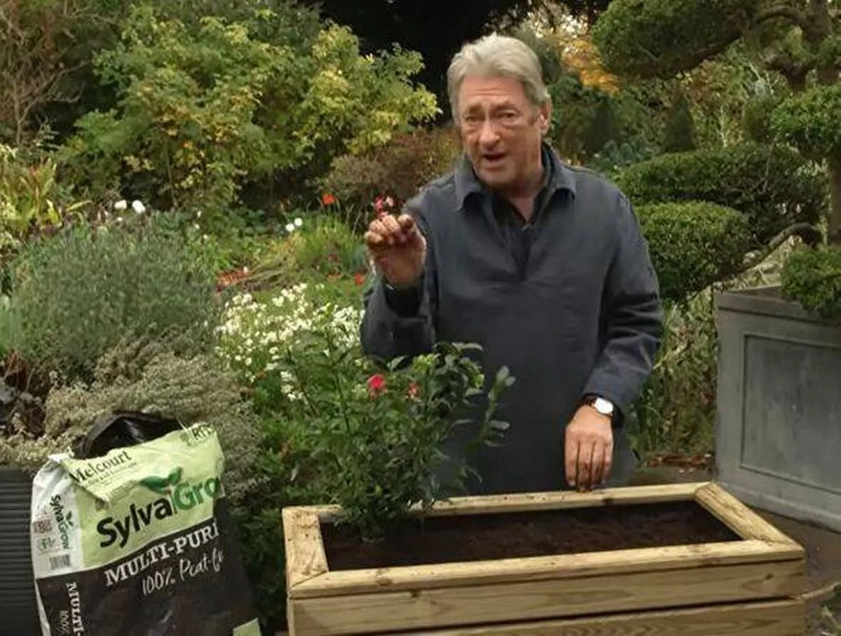 Alan standing beside his Sarcococca plant