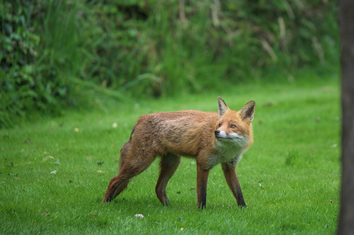 An alert rural red fox, Vulpes vulpes, walking next to the hedgerow of a rural garden