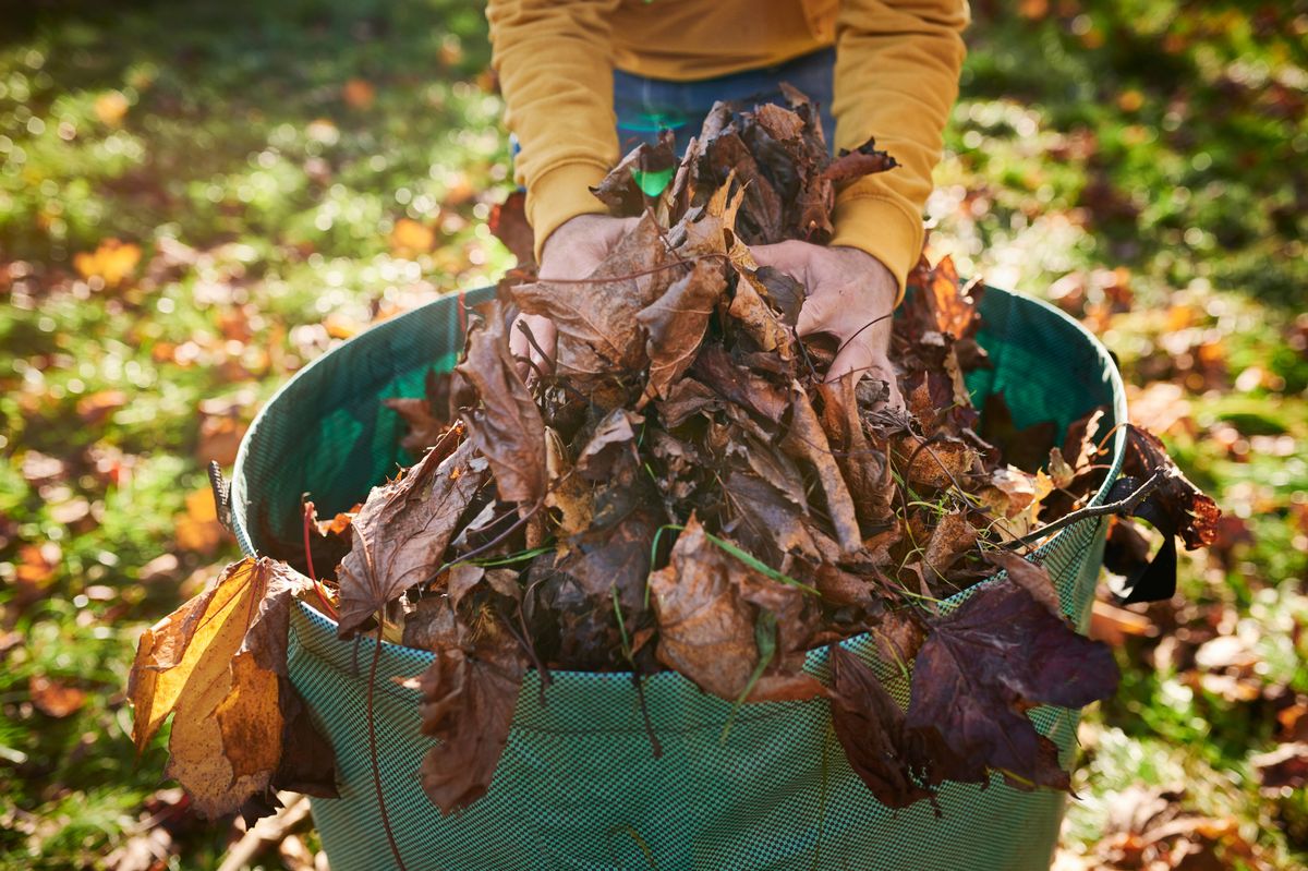 Man putting autumn leaves into a big bag