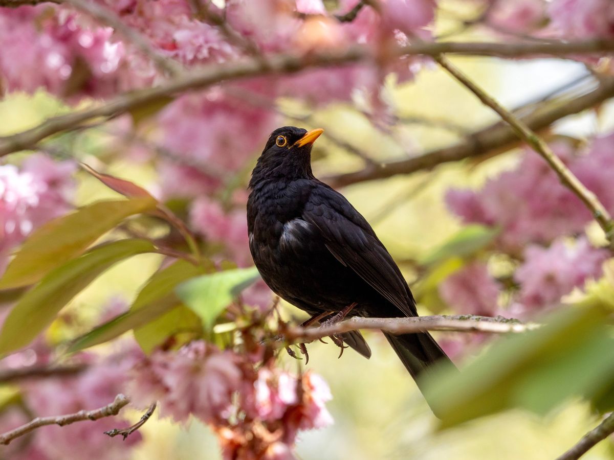 Blackbird Perched in a Cherry Tree