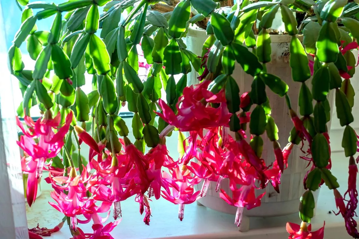 a delicate fresh flower of a Christmas cactus, a plant with the Latin name Schlumbergera, on the windowsill