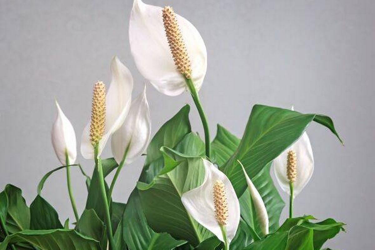 Blooming white flowers spathiphyllum.