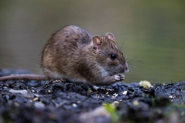 Brussels, Belgium - April 14, 2019: A brown rat eating seeds near a small pond at the Sonian Forest.