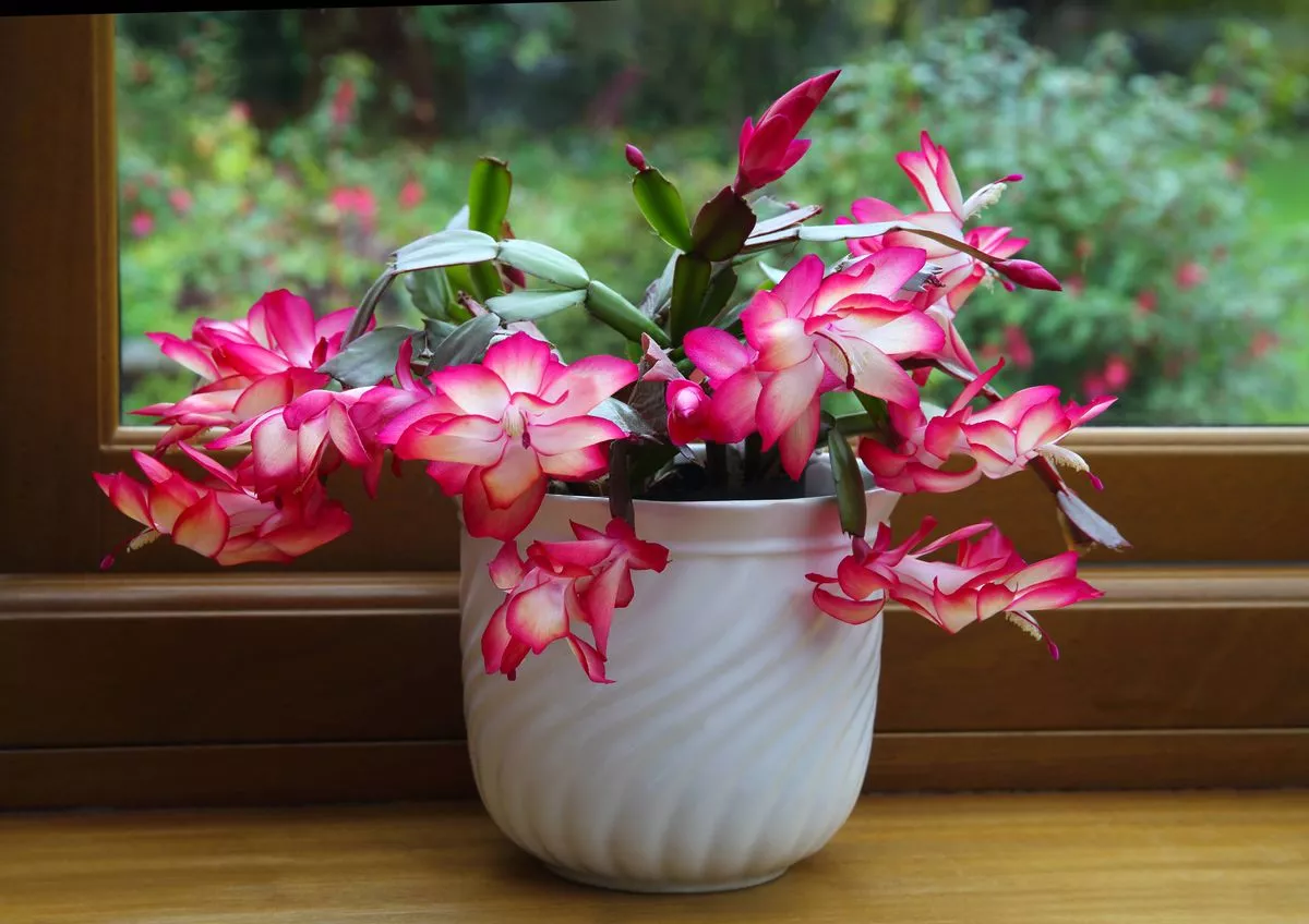 Christmas cactus covered with pink and white flowers, in flower pot, on wooden window sill, out of focus November English garden view through the window, Haslemere, Surrey, England, UK.
