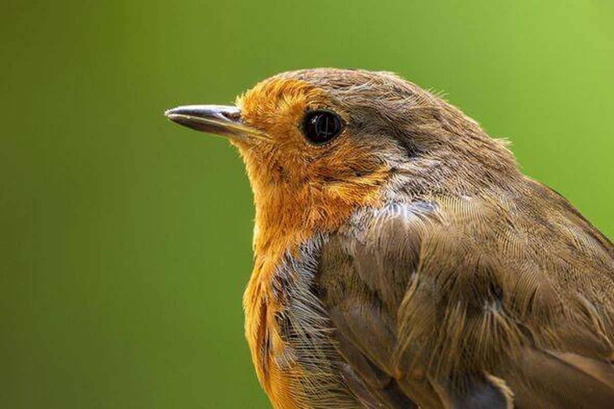 Close-up of a European Robin with vibrant plumage against a green background