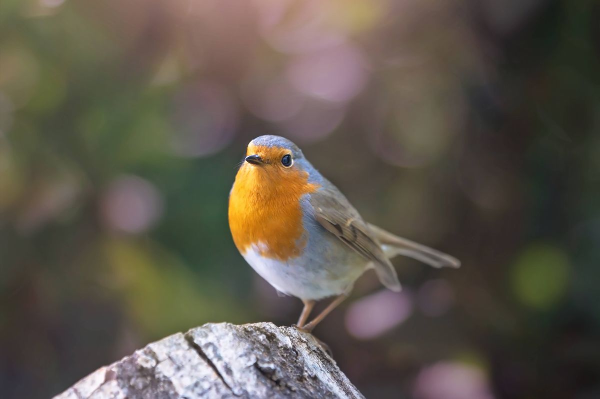 Close up of european robin on tree trunk