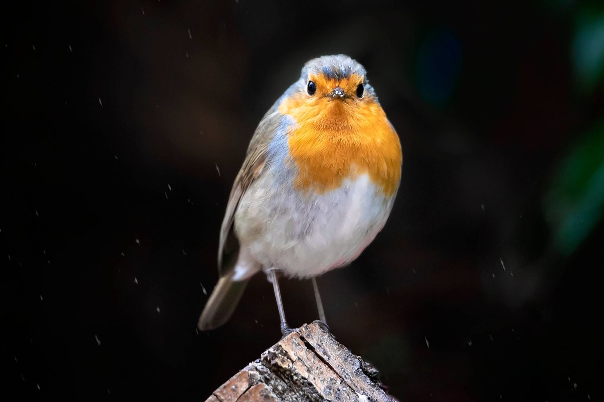 Front view of european robin on a tree trunk under the rain