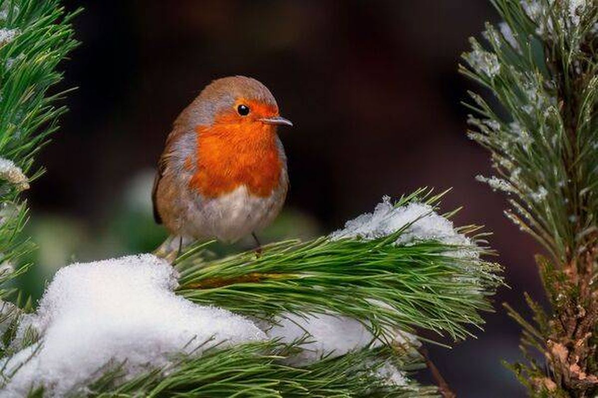 European Robin on Snowy Pine Branch